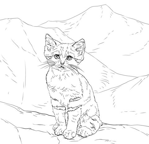 Sand Cat Kitten Coloring Page